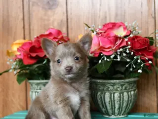 Chihuahua dogs for sale: Lion - Ad 2