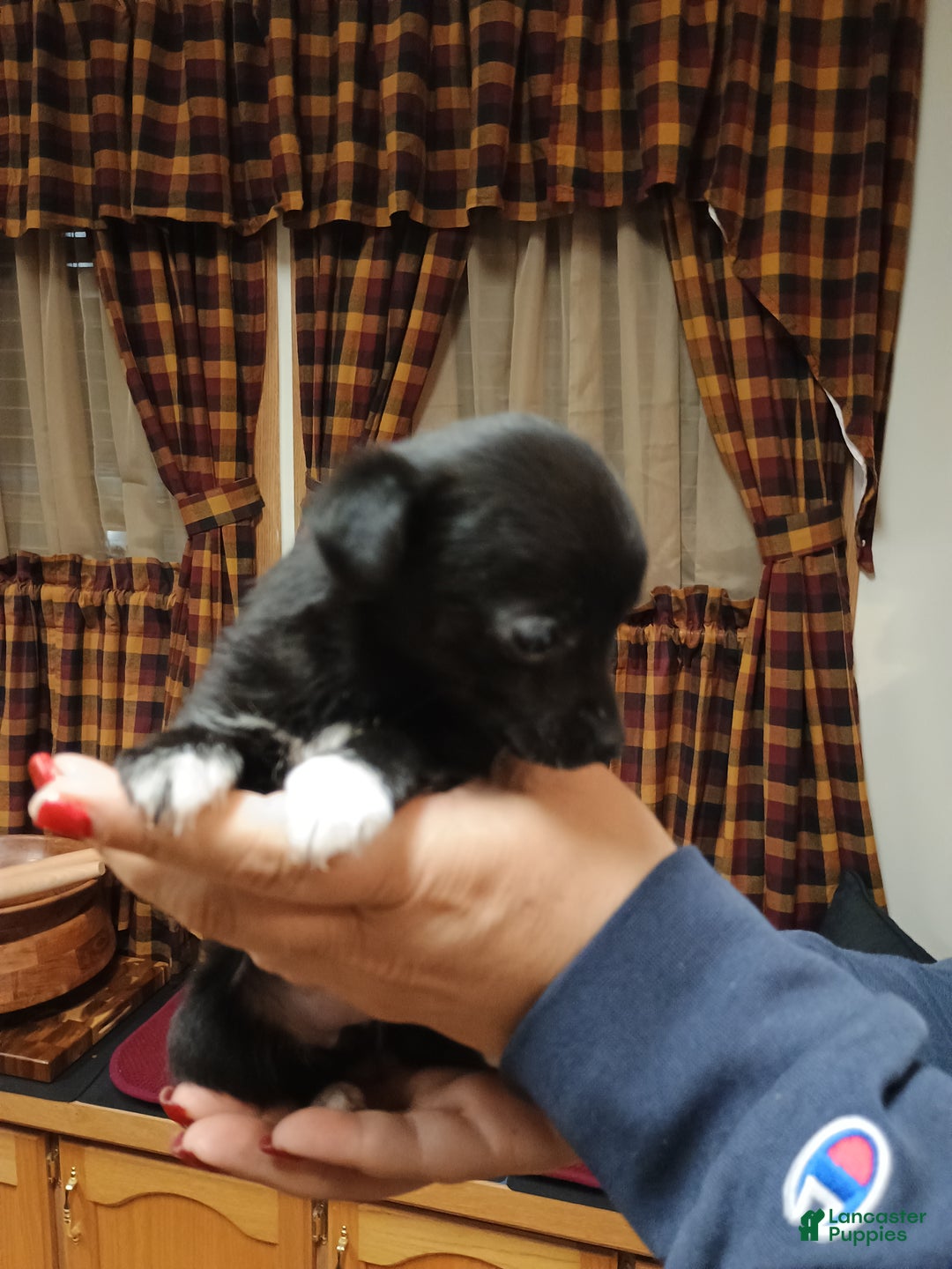 Chihuahua dogs for sale: Pixie - Ad 4