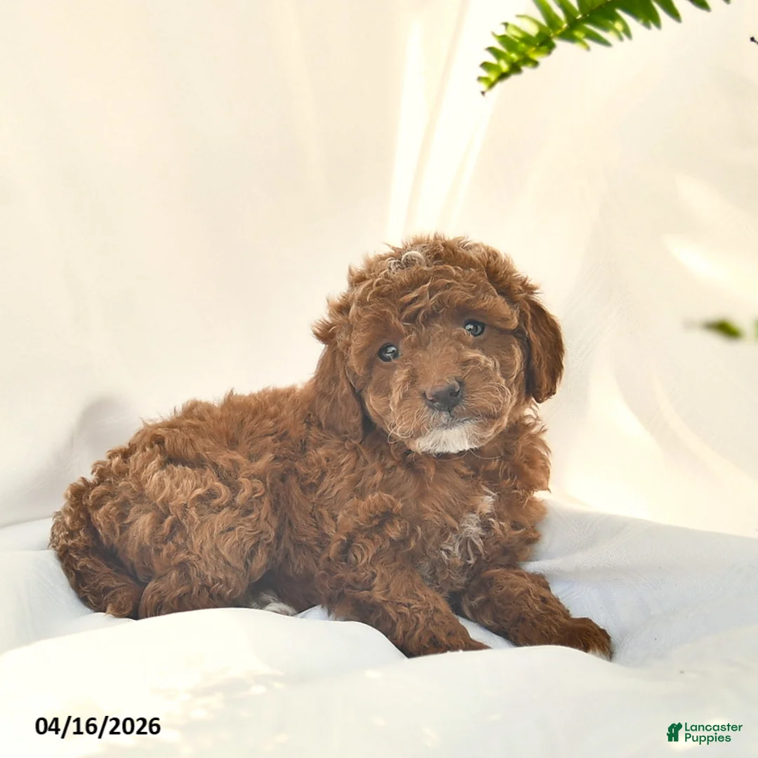 Miniature Poodle dogs for sale: Eeyor  - Ad 1