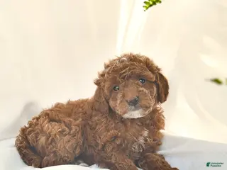 Miniature Poodle dogs for sale: Eeyor - Ad 1