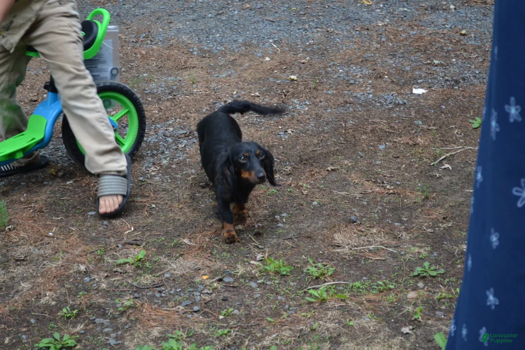 Dachshund dogs for sale: Talia - Ad 5