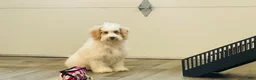 Miniature Poodle dogs for sale: Dazzler Miniature Poodle  - Ad 2