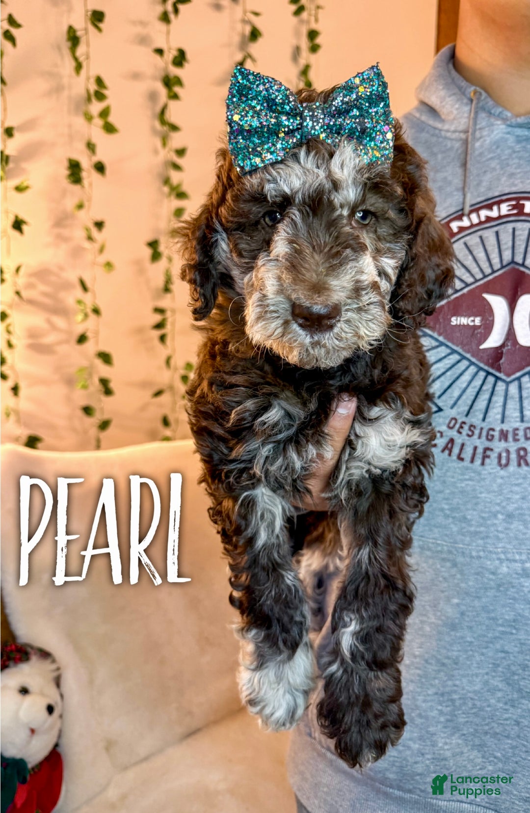 Mixed Breed dogs for sale: Pearl - Ad 2