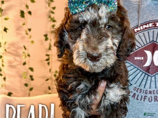 Mixed Breed dogs Pearl - Ad 41