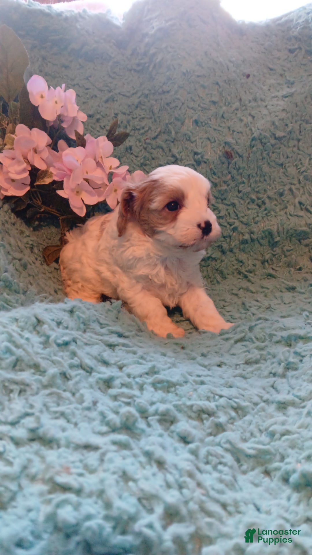 Cavapoo dogs for sale: Daisy - Ad 7
