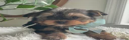 Yorkshire Terrier dogs for sale: Tucker - Ad 26