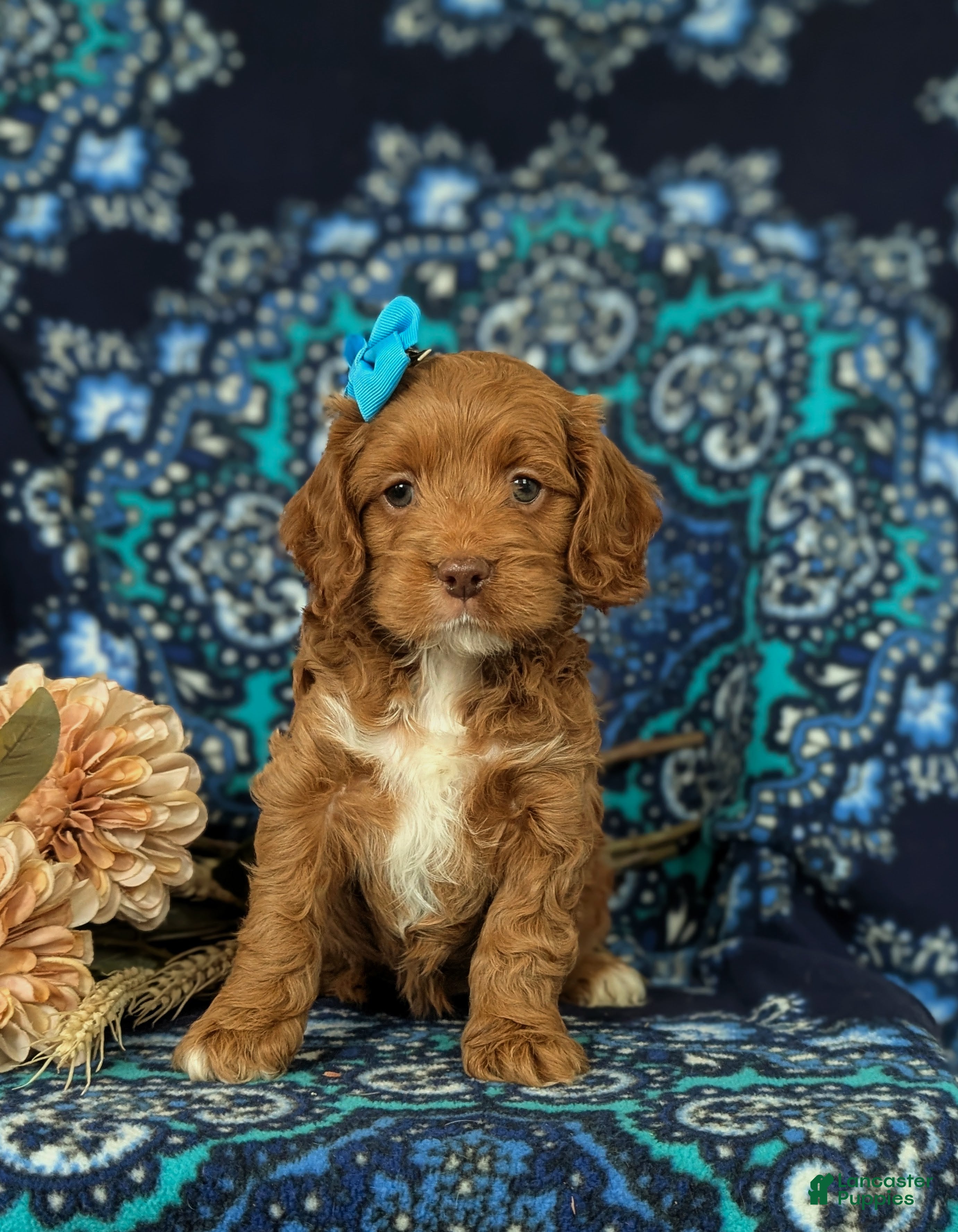 Cockapoo dogs Hailie - Ad 1