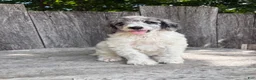 Standard Poodle dogs for sale: Fern AKC Standard Poodle - Ad 8