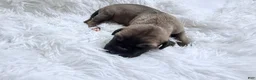 Great Dane dogs for sale: Latte - Ad 8