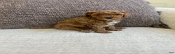 Cavapoo dogs for sale: Cavapoo 2 - Ad 13