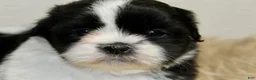 Shih Tzu dogs for sale: Panda - Ad 5