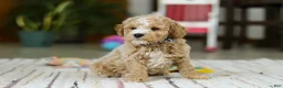 Mini Goldendoodle dogs for sale: Drake - Ad 6