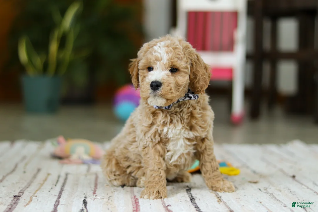 Mini Goldendoodle dogs for sale: Drake - Ad 6
