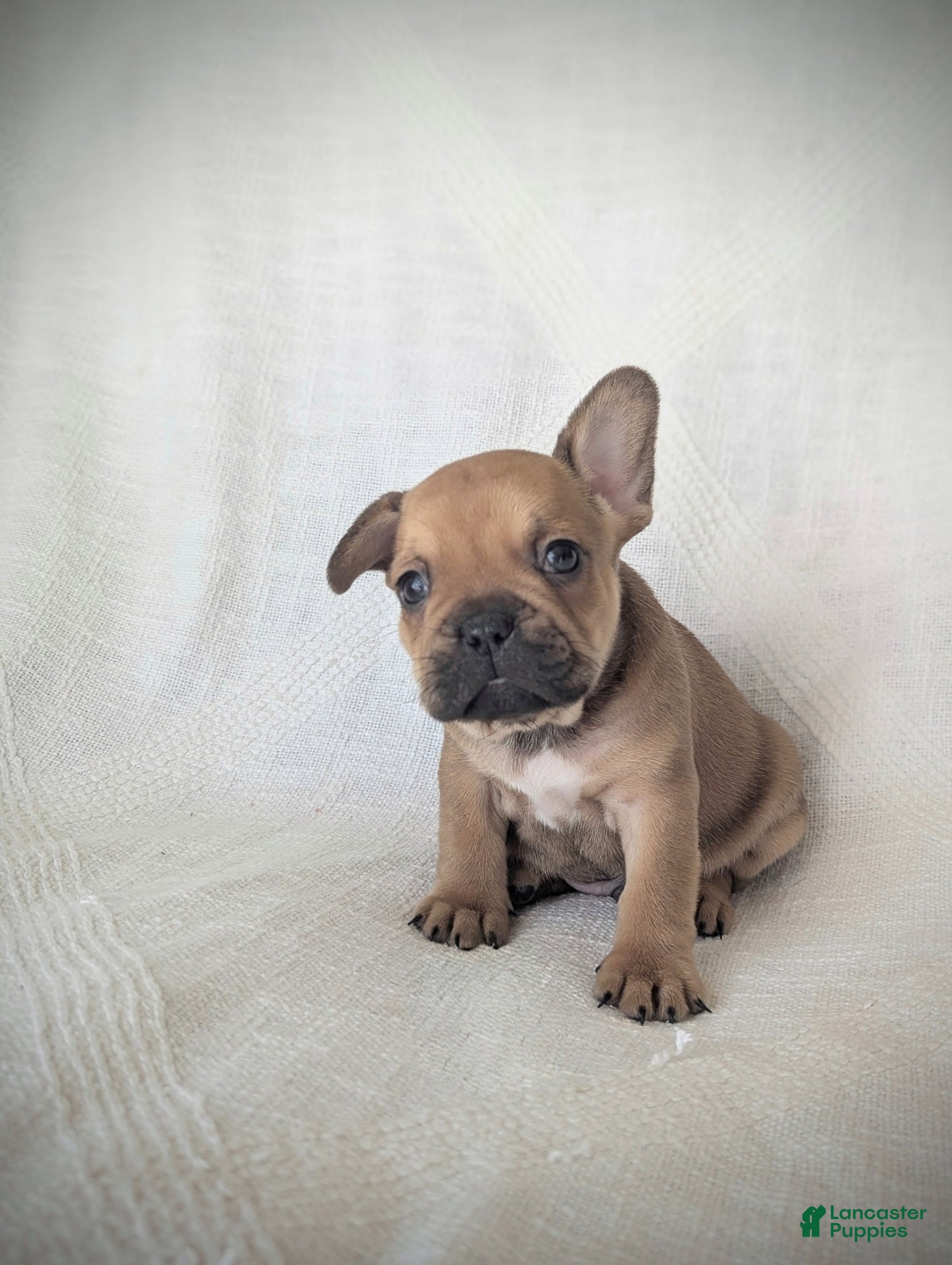 French Bulldog dogs Bear  - Ad 16