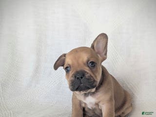 French Bulldog dogs Bear - Ad 16