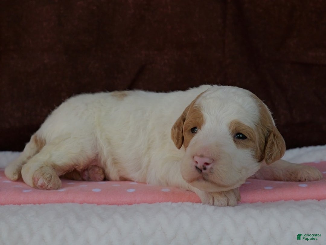 Bernedoodle dogs for sale: Cutie Pie - Ad 1