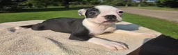 Boston Terrier dogs for sale: Boston Terrier Male 3 - Ad 2