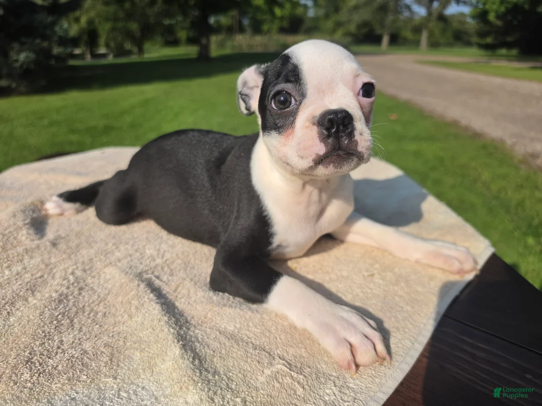 Boston Terrier dogs for sale: Boston Terrier Male 3 - Ad 2