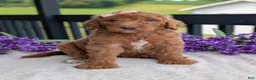 Goldendoodle dogs for sale: Miss Daisy - Ad 11