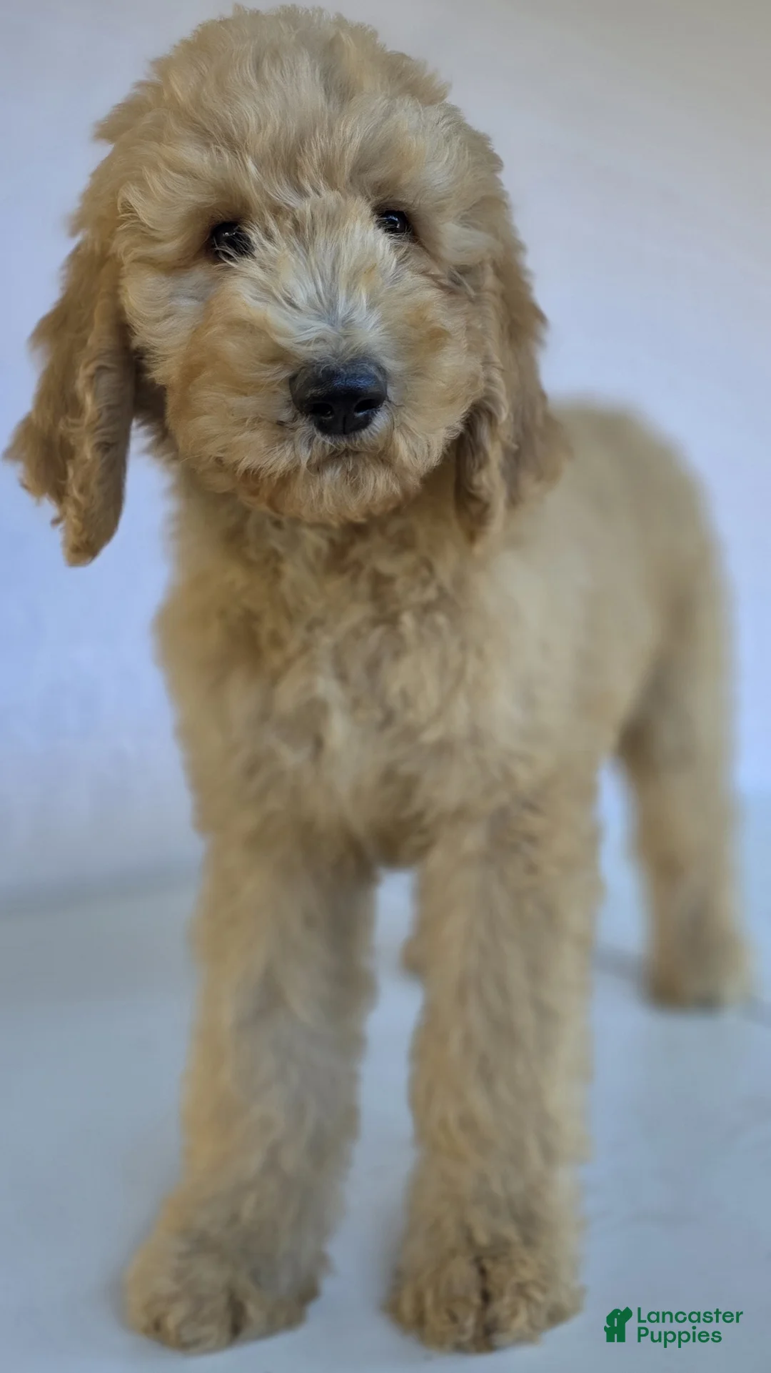Goldendoodle dogs for sale: Simba - Ad 1