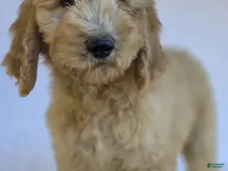 Goldendoodle dogs for sale: Simba - Ad 3