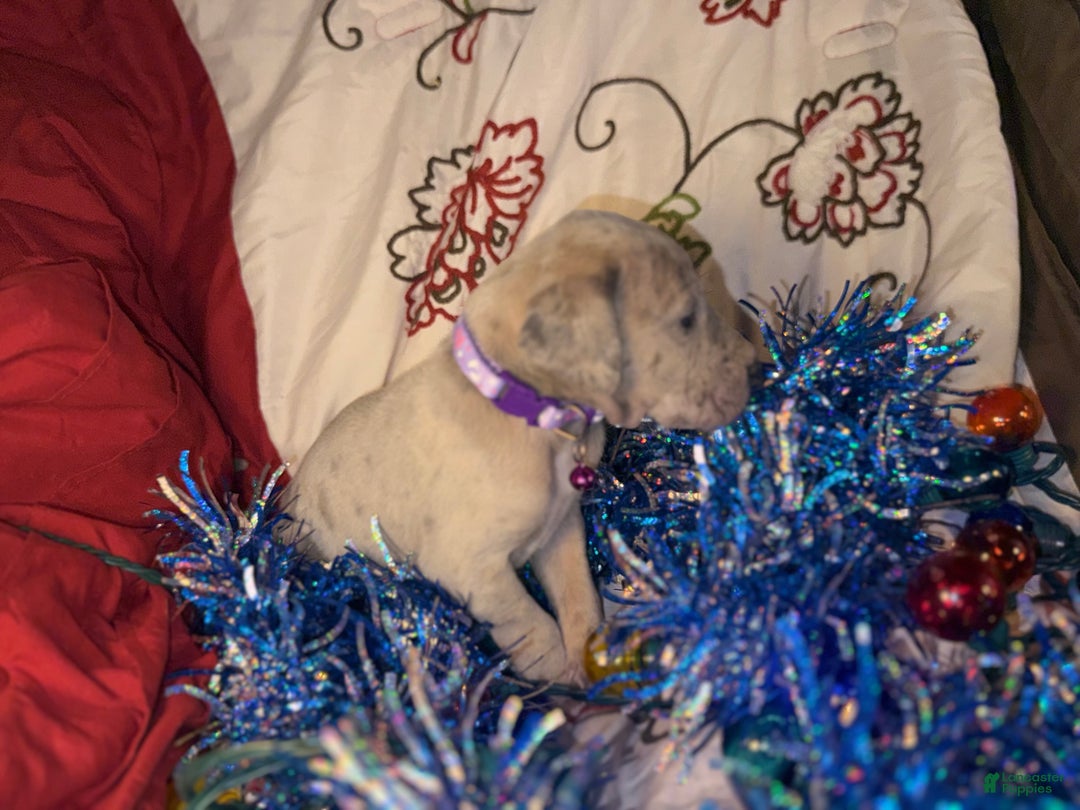 Great Dane dogs for sale: Milo - Ad 8