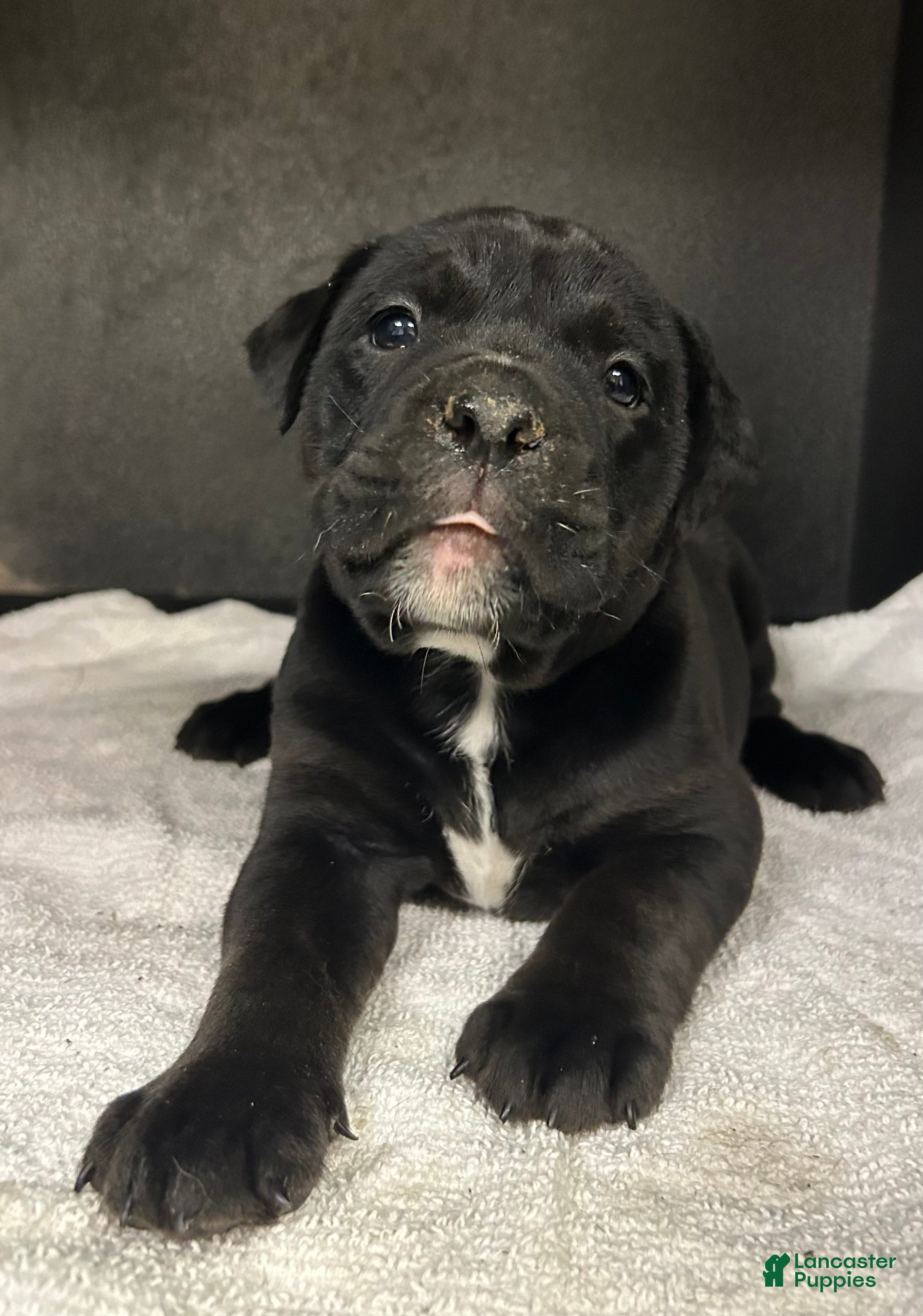 Mixed Breed dogs Bonnie - Ad 2
