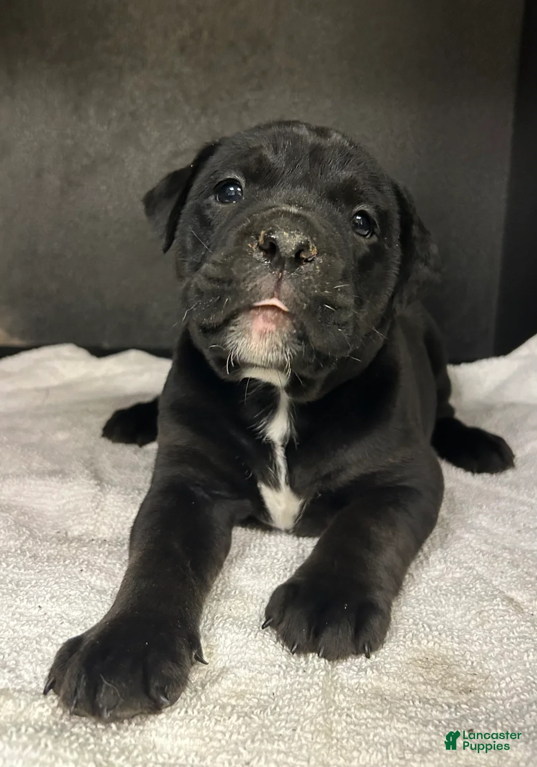 Mixed Breed dogs for sale: Bonnie - Ad 2