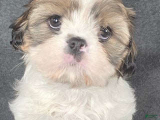 Shih Tzu dogs Cash - Ad 9