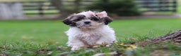 Shih Tzu dogs for sale: Layla - Ad 1