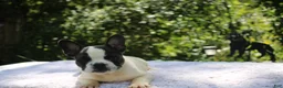 French Bulldog dogs for sale: MISS PIGGY- FLUFFY CARRIER (bottle baby) - Ad 4