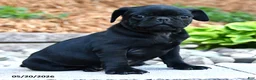 Pug dogs for sale: Jack  - Ad 2
