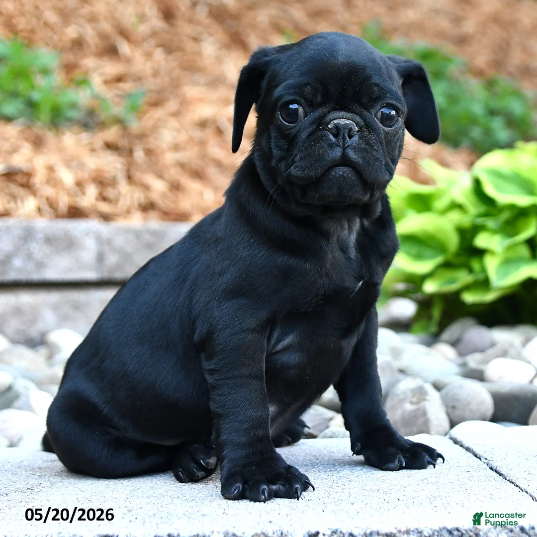 Pug dogs for sale: Jack  - Ad 2