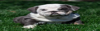 Misty Harbor English Bulldog Puppy 
