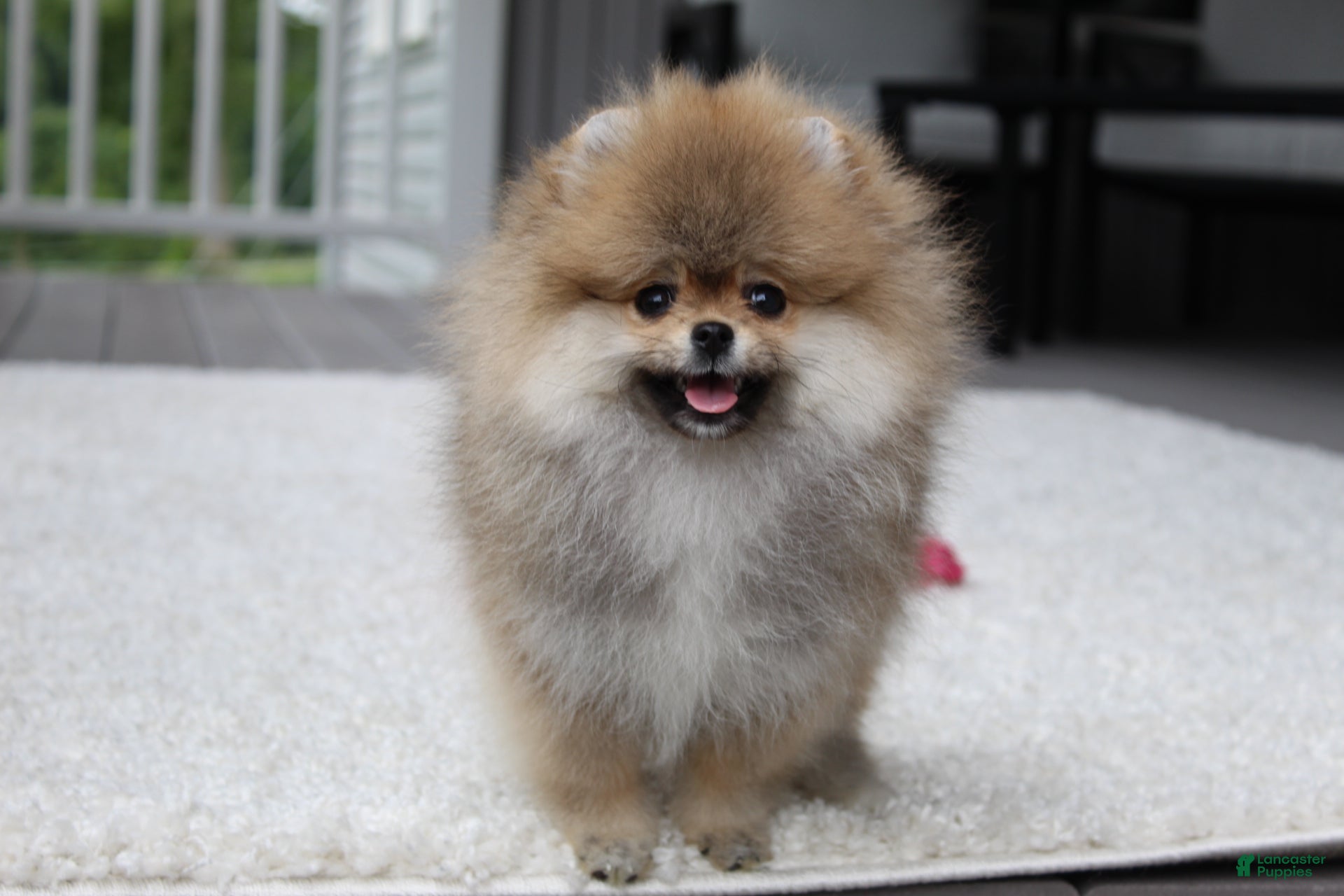 Pomeranian dogs Teacup Paisley - Ad 2