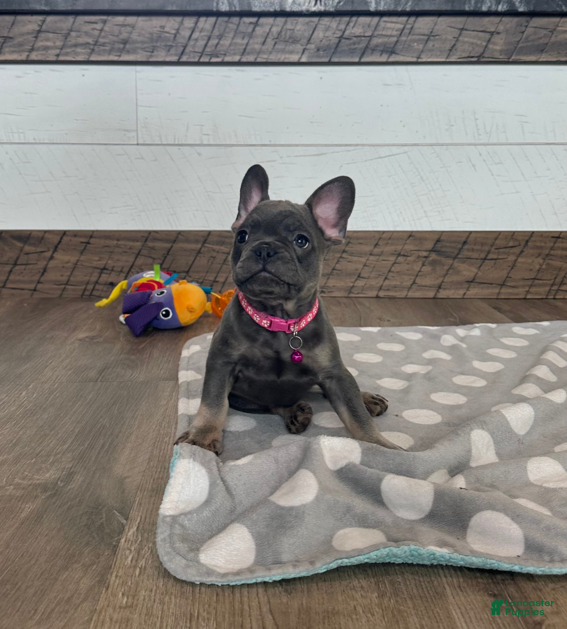 French Bulldog dogs Mila - Ad 1