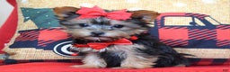 Yorkshire Terrier dogs for sale: Prancer - Ad 5
