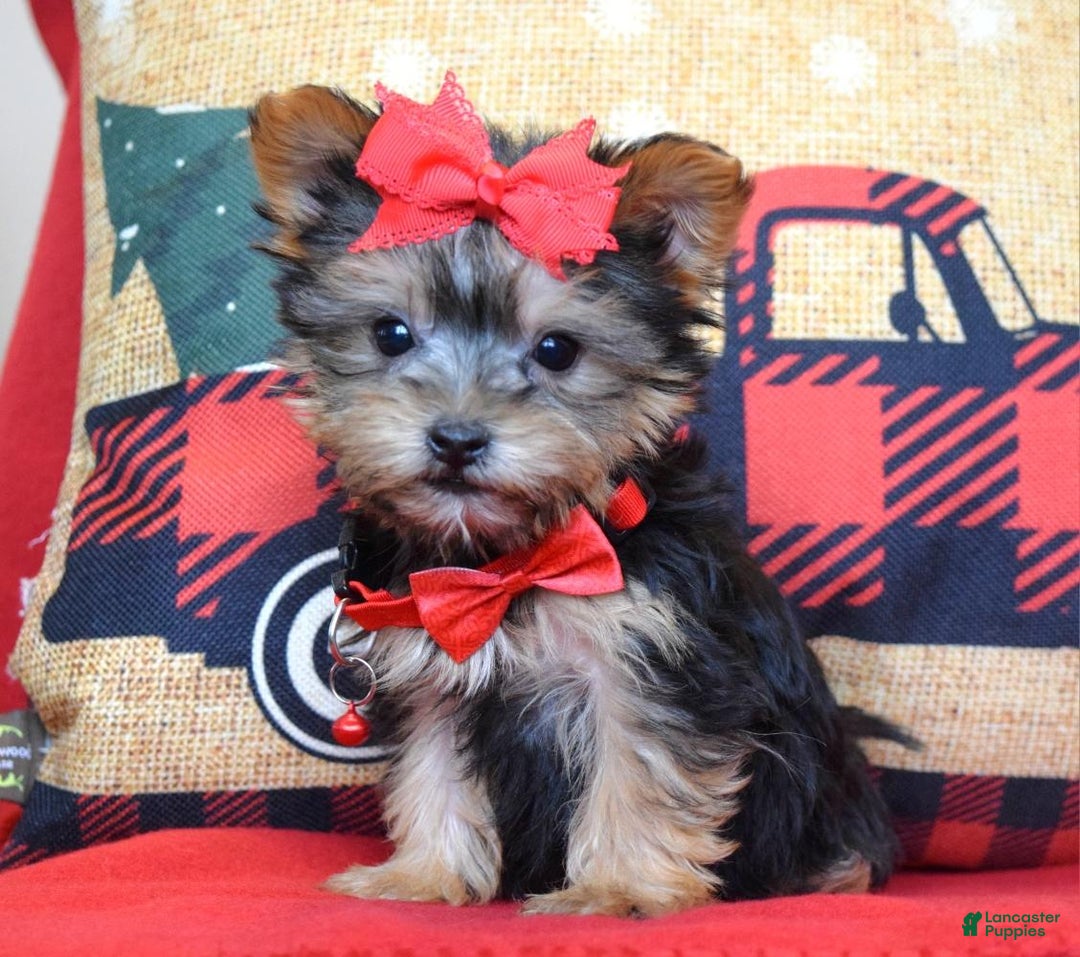 Yorkshire Terrier dogs for sale: Prancer - Ad 5