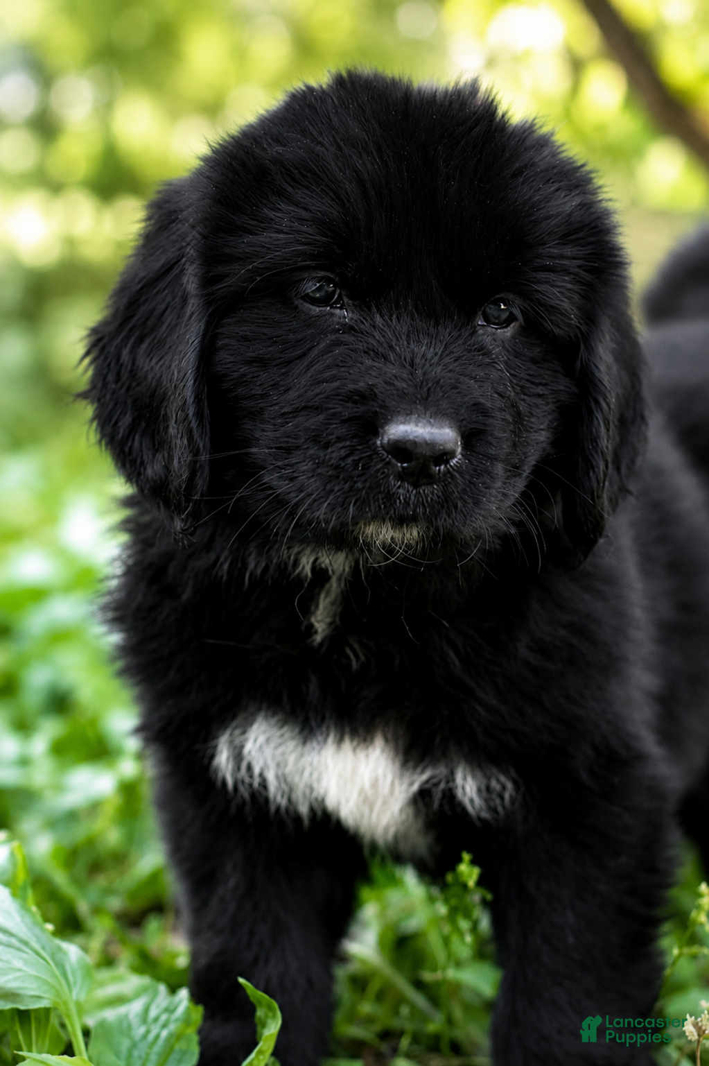 Newfoundland dogs Bowser - Ad 2
