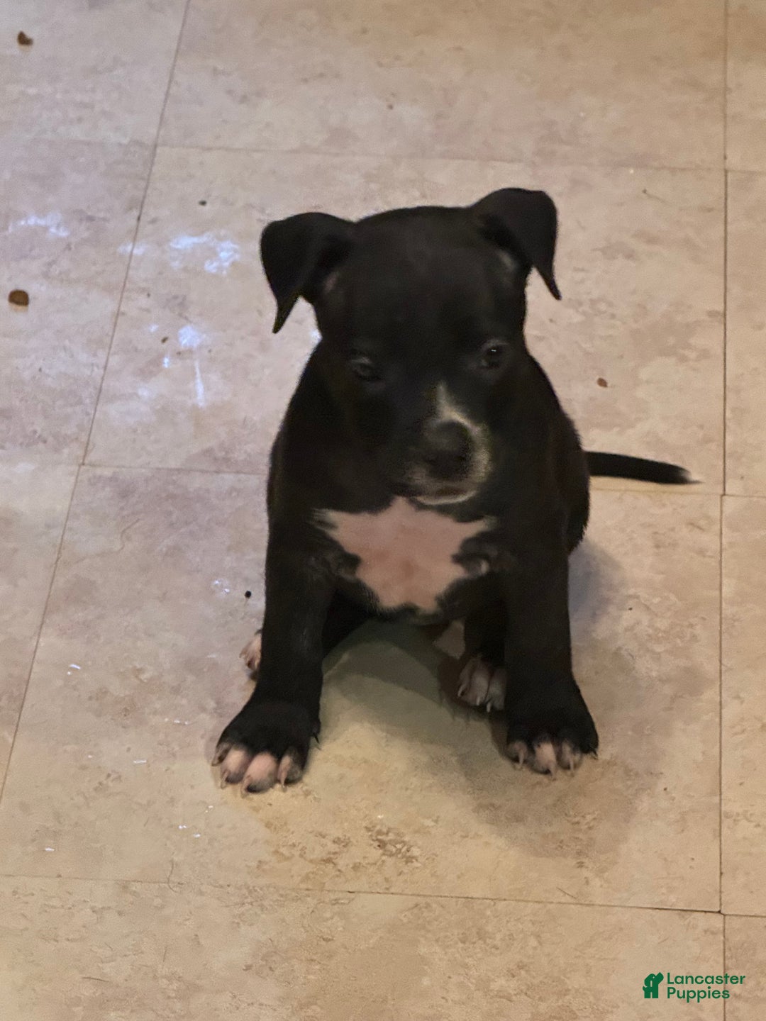 Mixed Breed dogs for sale: Mixed Breed Puppy 2 - Ad 10