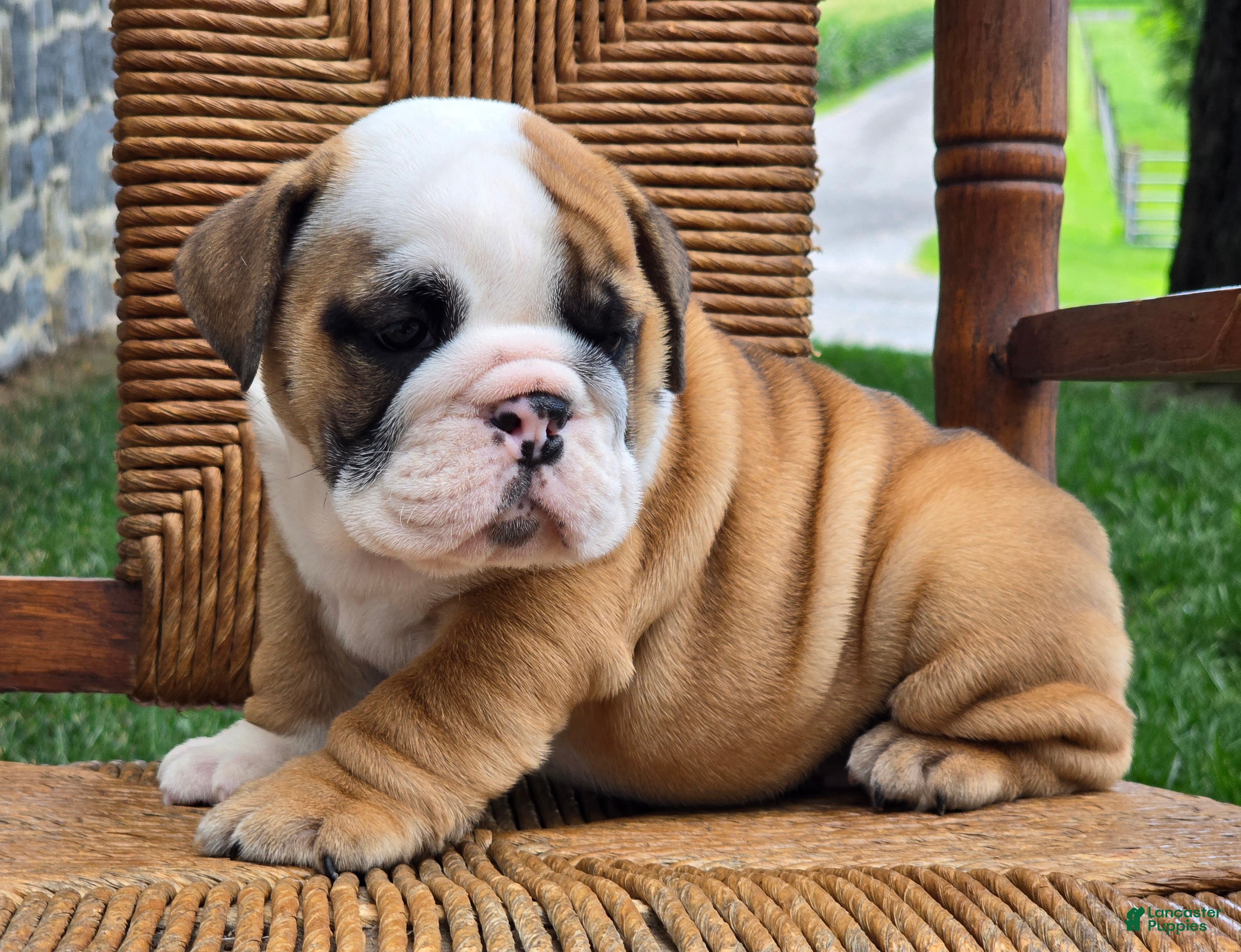 English Bulldog dogs Beau - Ad 2