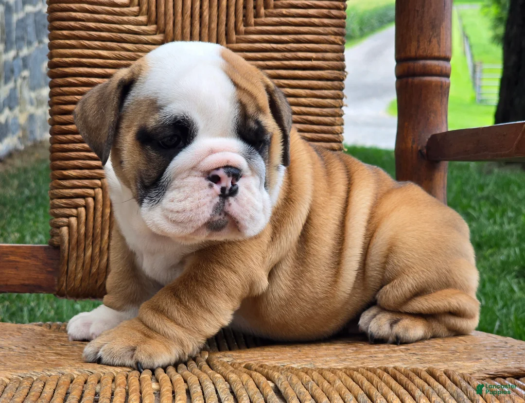 English Bulldog dogs for sale: Beau - Ad 2