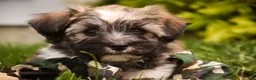 Havanese dogs for sale: Atlas Havanese  - Ad 7