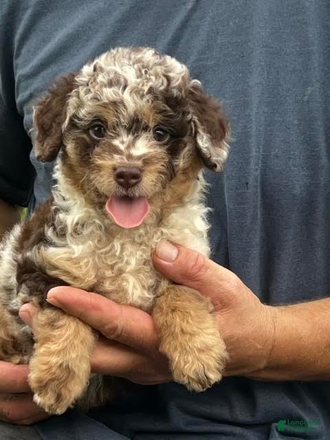 Aussiedoodle dogs Jasmine Mini Aussiedoodle  - Ad 1
