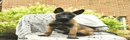 Belgian Malinois dogs for sale: Taffy  - Ad 3