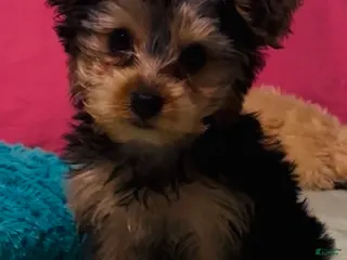 Yorkshire Terrier dogs Yorkshire Terrier - Ad 24