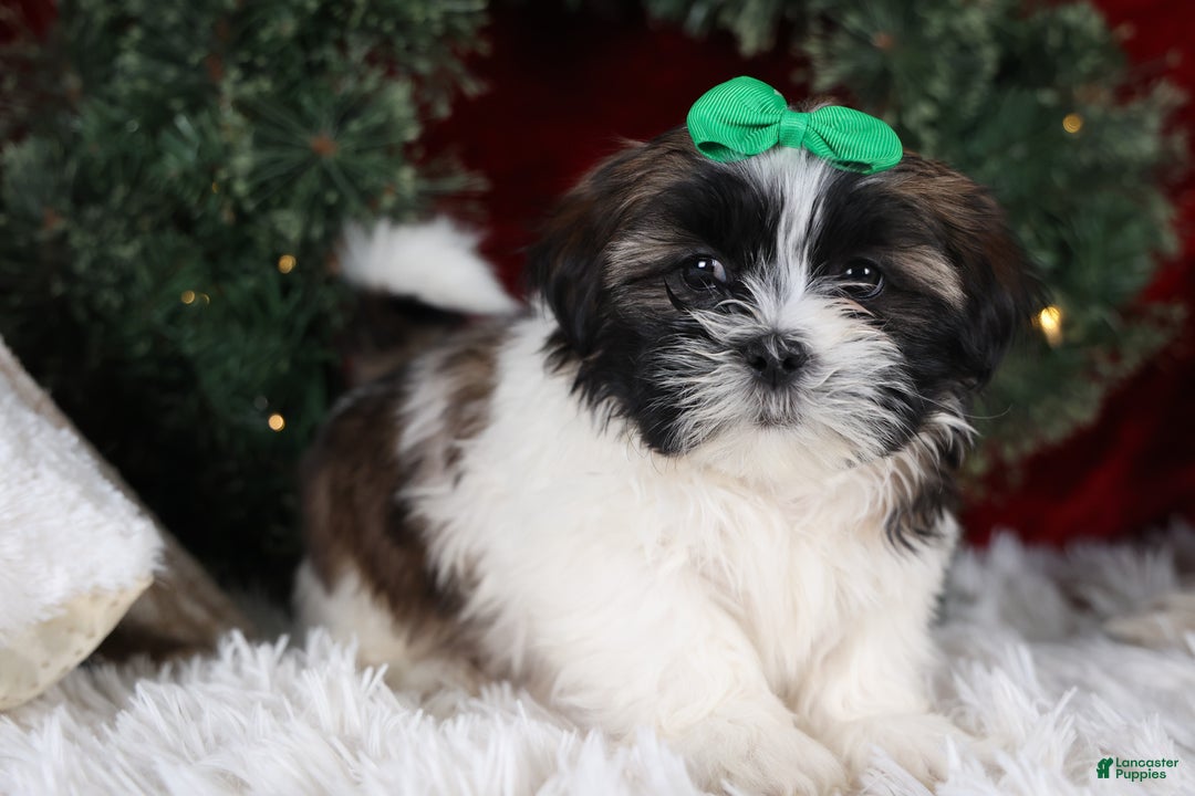Shih Tzu dogs for sale: Pepper - Ad 13