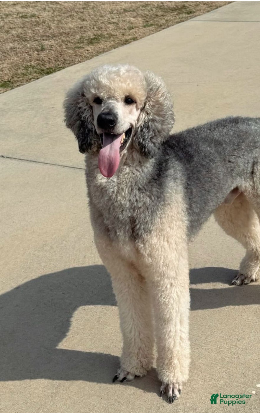 Standard Poodle dogs Brodie (OFA) - Ad 1