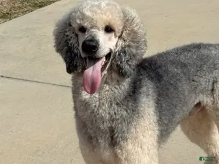 Standard Poodle dogs Brodie (OFA) - Ad 2