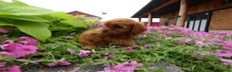 Cavapoo dogs for sale: Cavapoo 2 Marshall - Ad 5